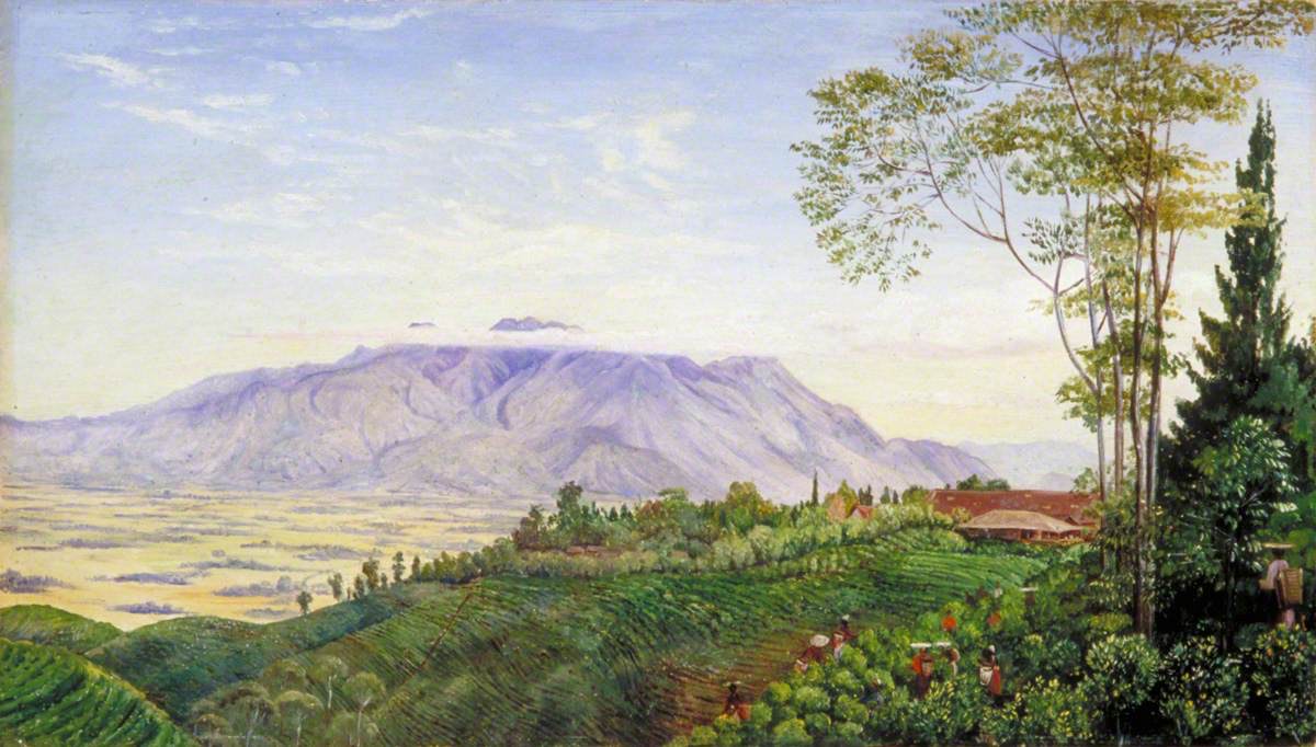 Tea Gathering in Mr Holle's Plantation at Garoet, Java